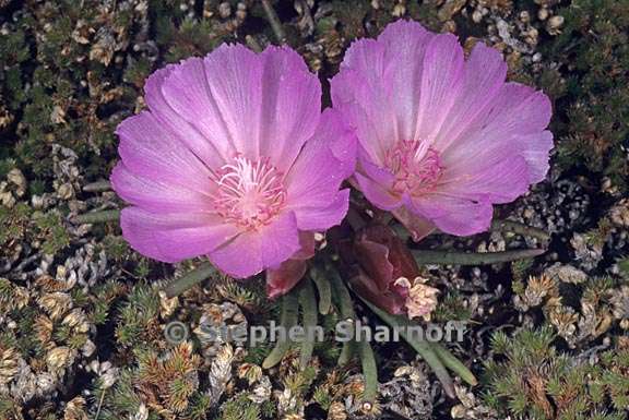 lewisia rediviva 3 graphic